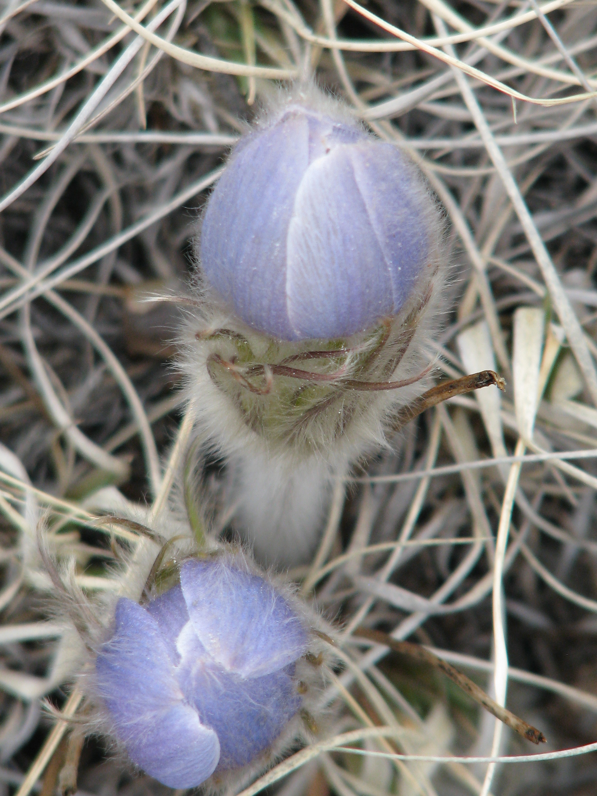 pasqueflower (Pulsatilla patens)