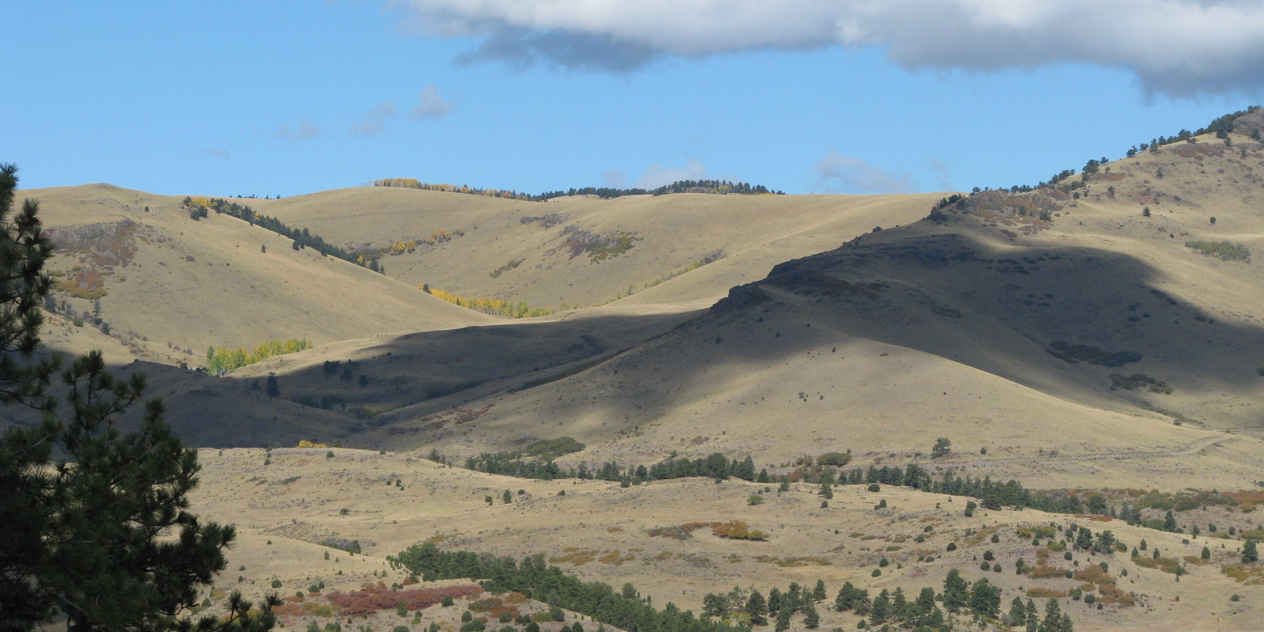colorado aspen trees