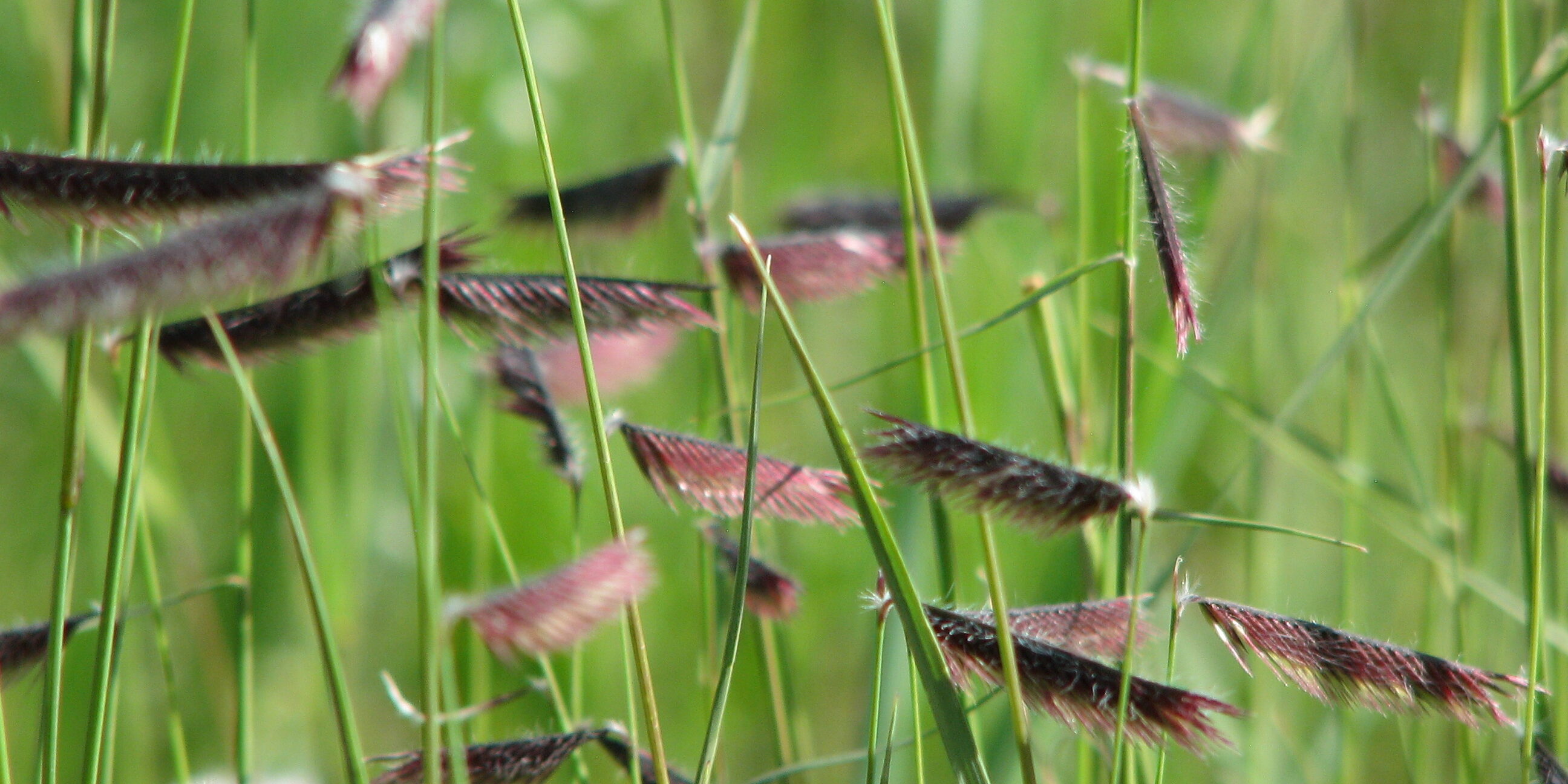blue grama grass