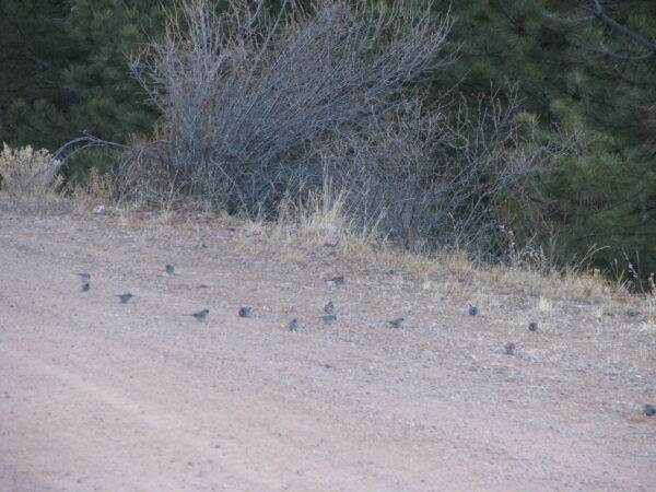 colorado junco flock