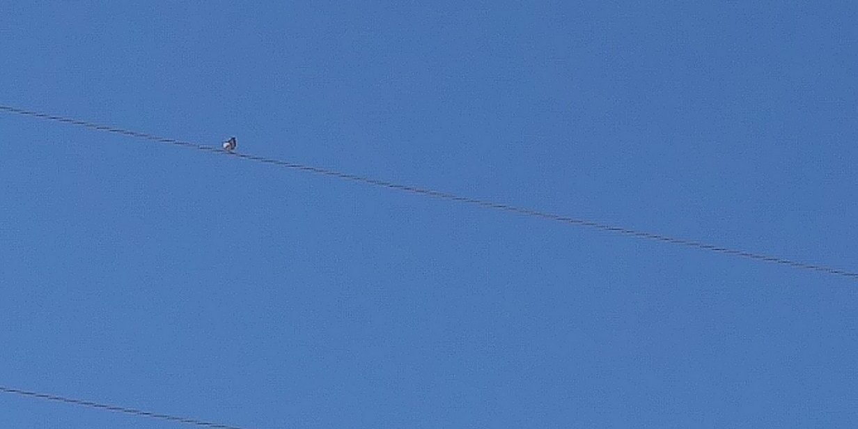 blue on blue: mountain bluebird