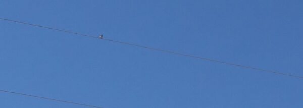 blue on blue: mountain bluebird