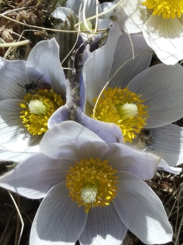 Late April Pasque flowers