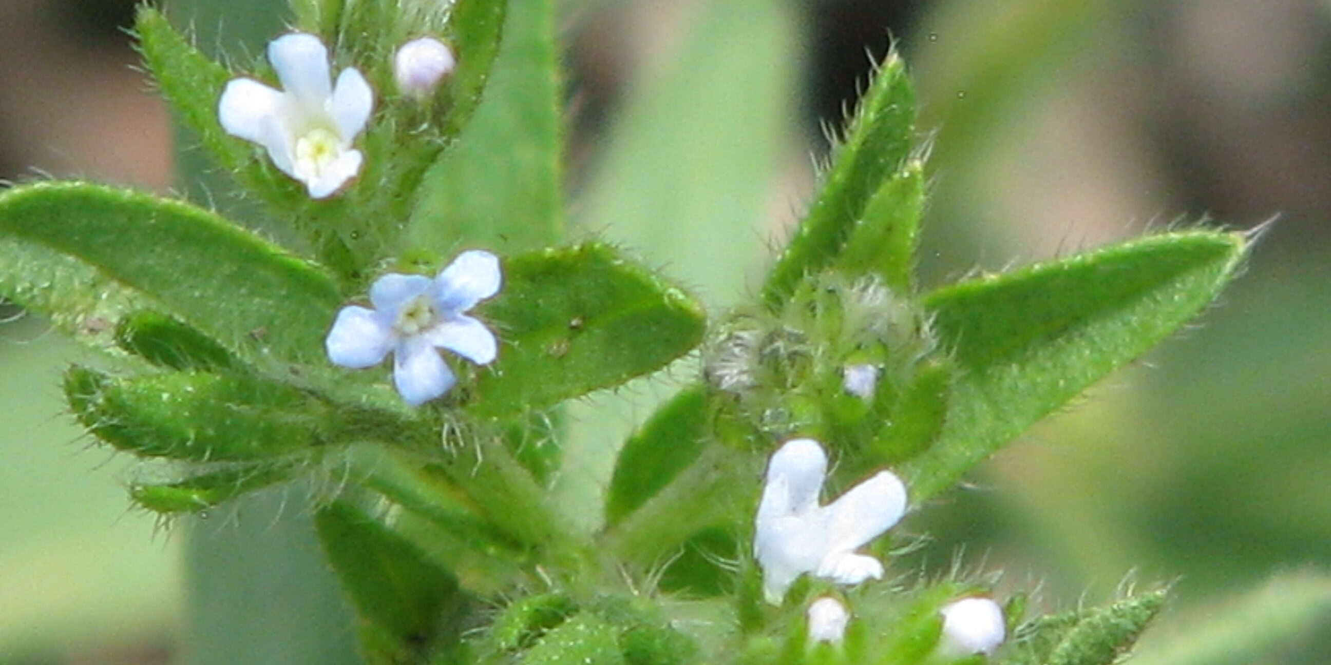 Western sticktight flower detail