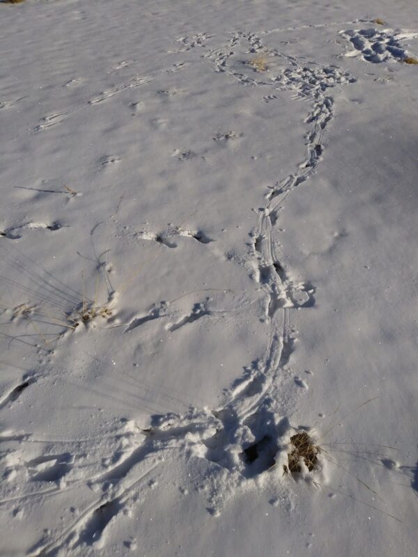 arena raven track