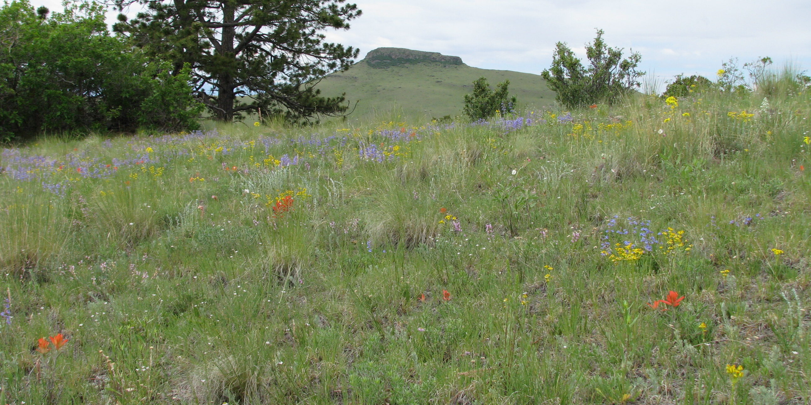 central Colorado wildflowers