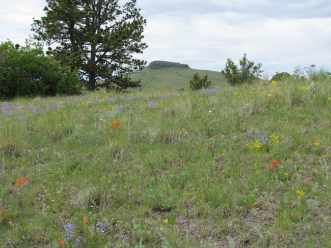 central Colorado wildflowers