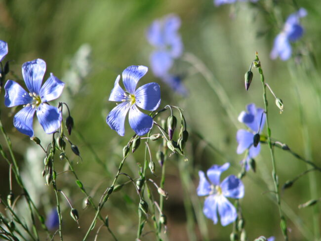 blue flax