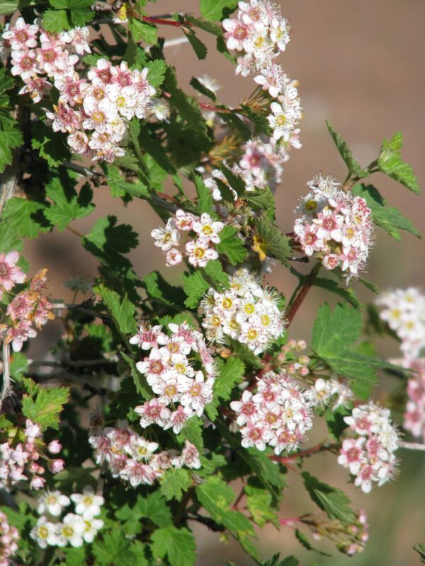 ninebark