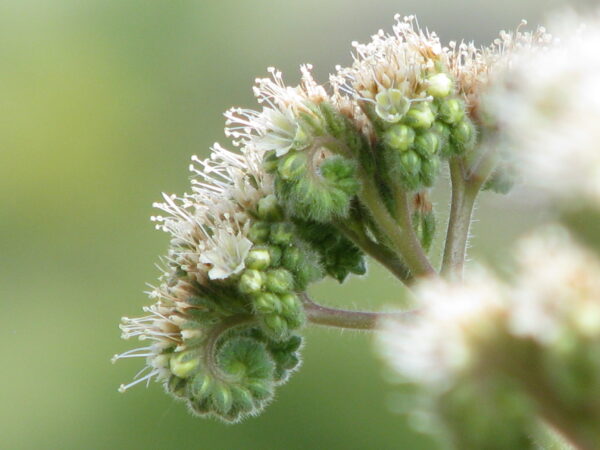 scorpionweed