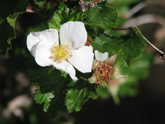 Thimbleberry berry