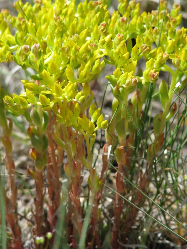 lance-leaved stonecrop
