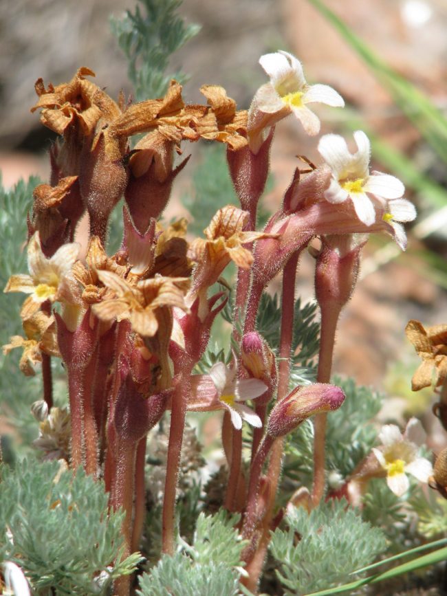 One-flowered broomrape