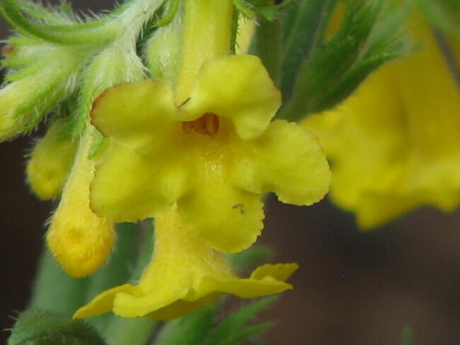 Lithospermum detail