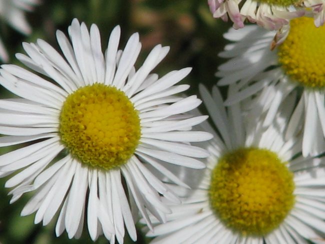 fleabane
