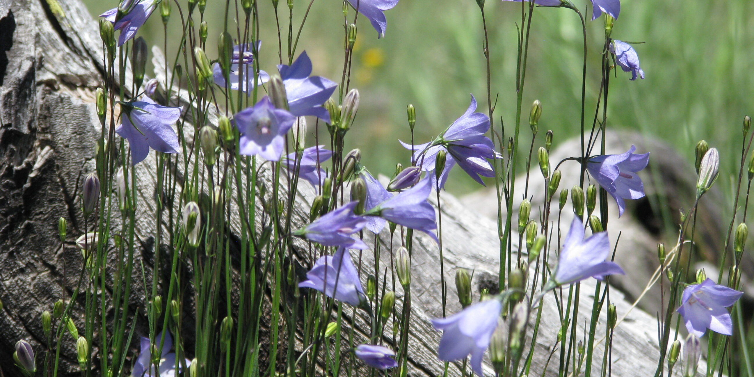 Campanula rotundifolia