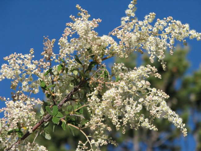 Mountainspray detail