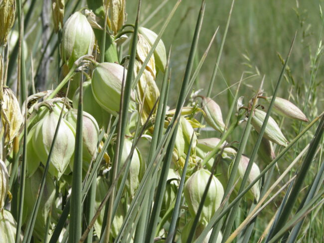 yucca flowers and leaves