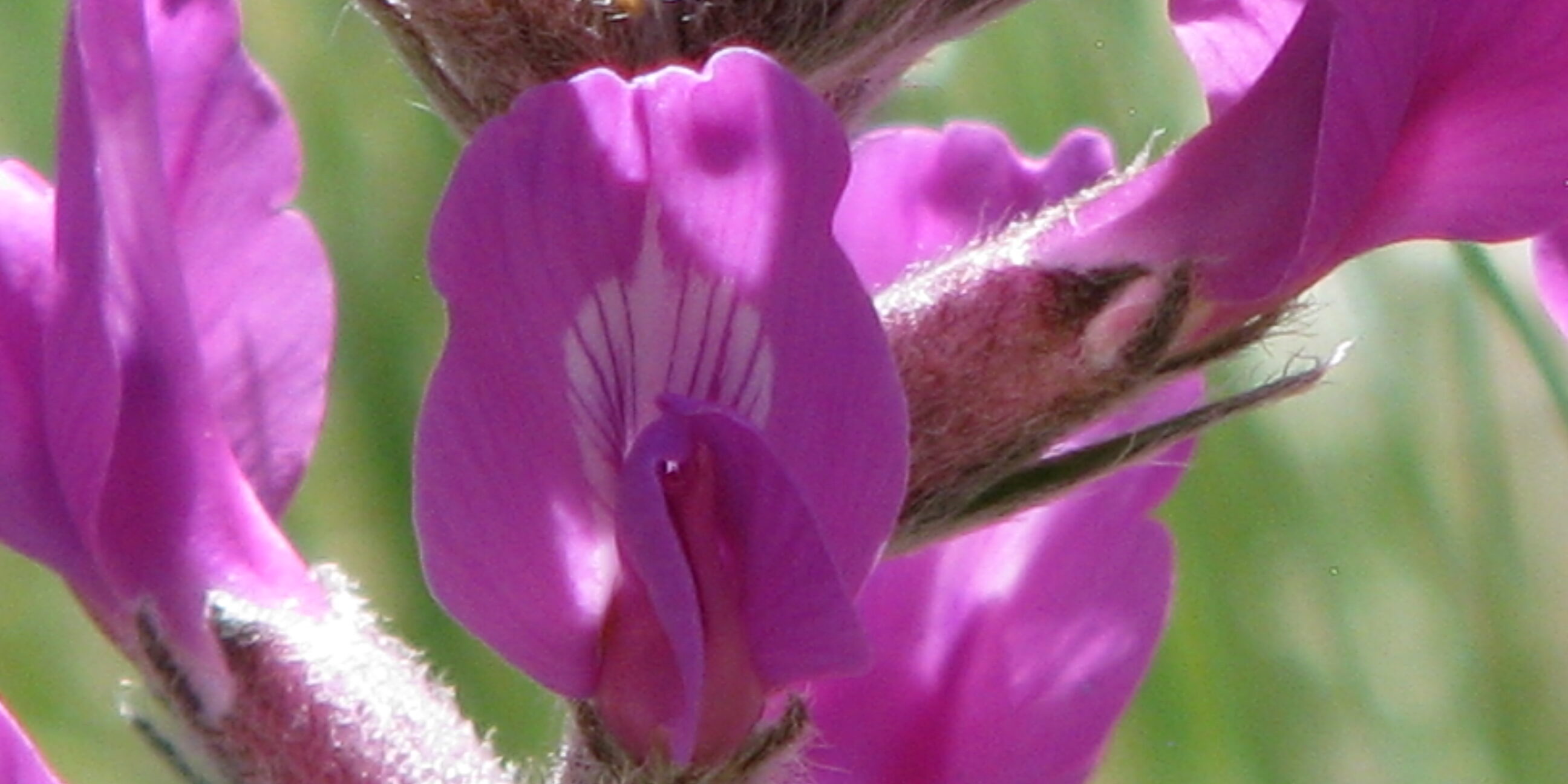 Lambert’s loco detail