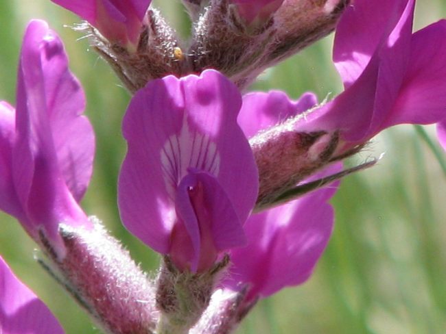 Lambert’s loco detail