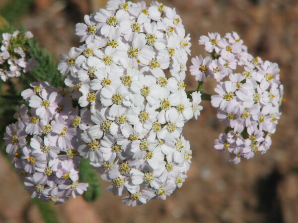 yarrow