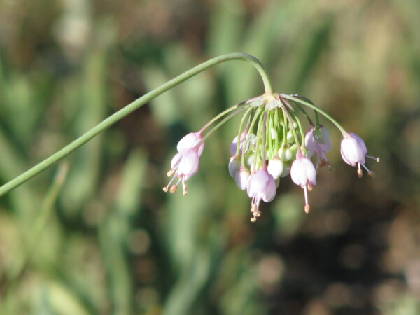nodding onion