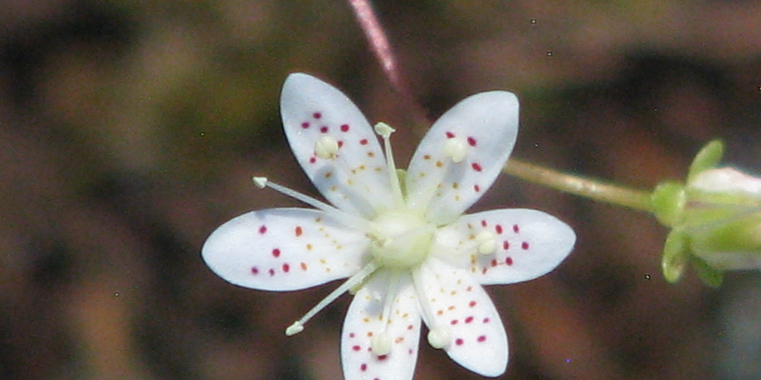 yellowdot saxifrage detail