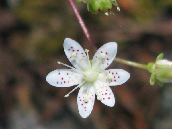 yellowdot saxifrage detail