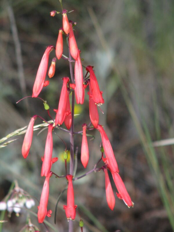 red penstemon