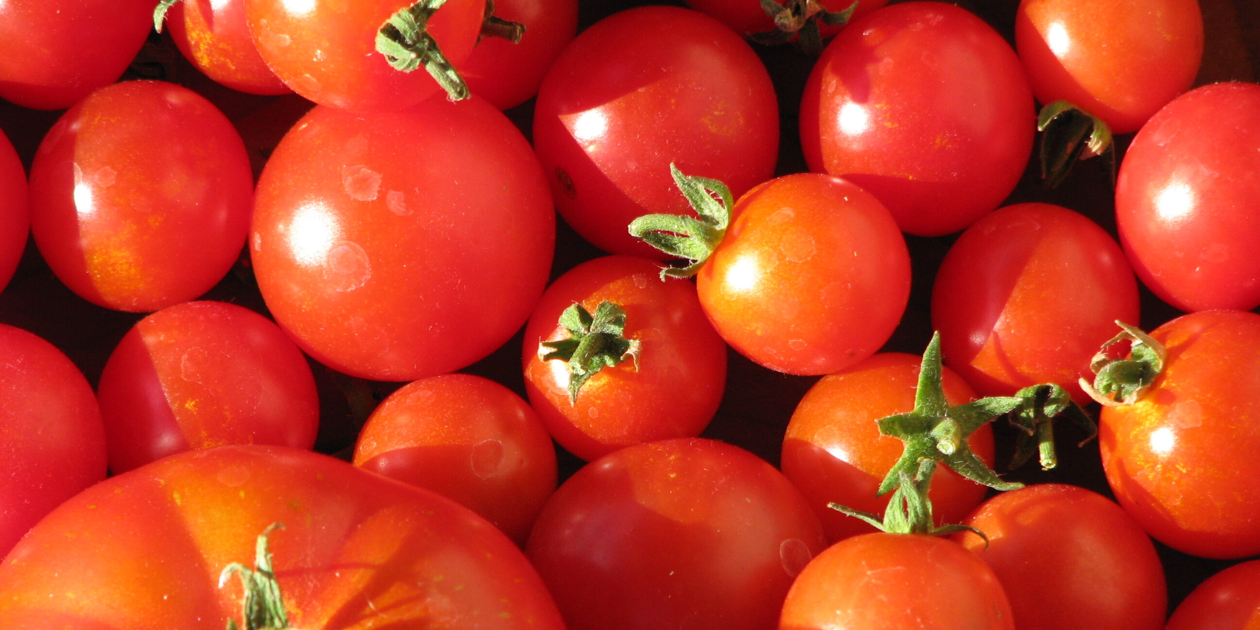 garden tomatoes 2019
