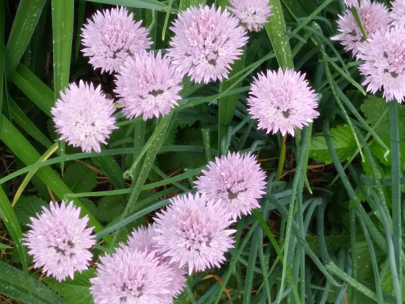 pale chive flowers