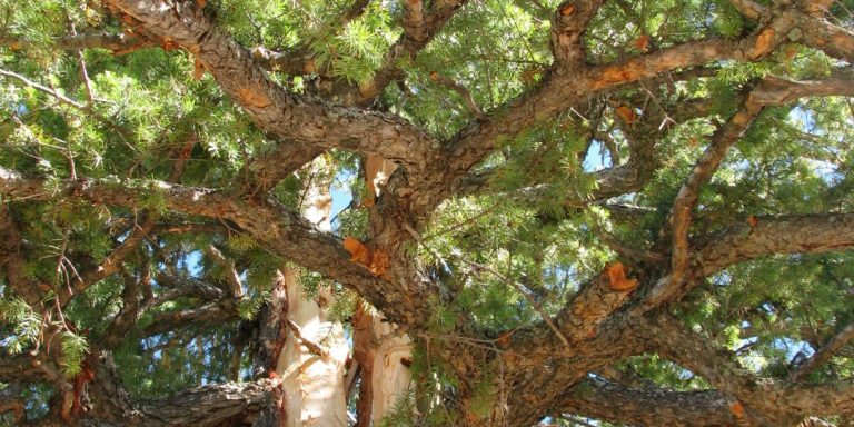 IMG_5863-e1603303057153-768×1024