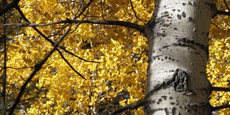 IMG_0015-e1606344056128-768×1024