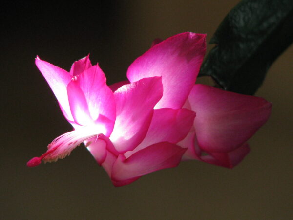 Schlumbergera blossom