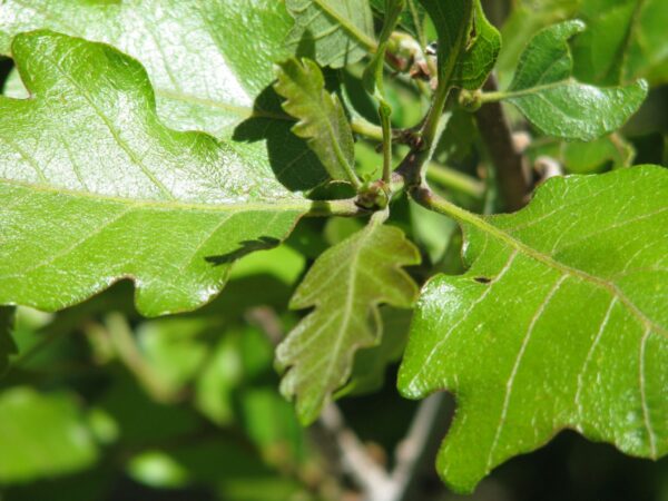 oak detail