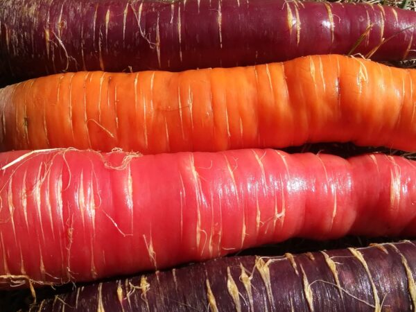 colorful colorado carrots