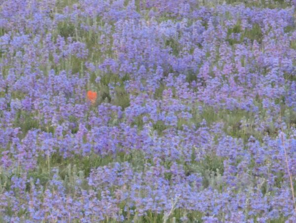 Penstemon party with Indian paintbrush